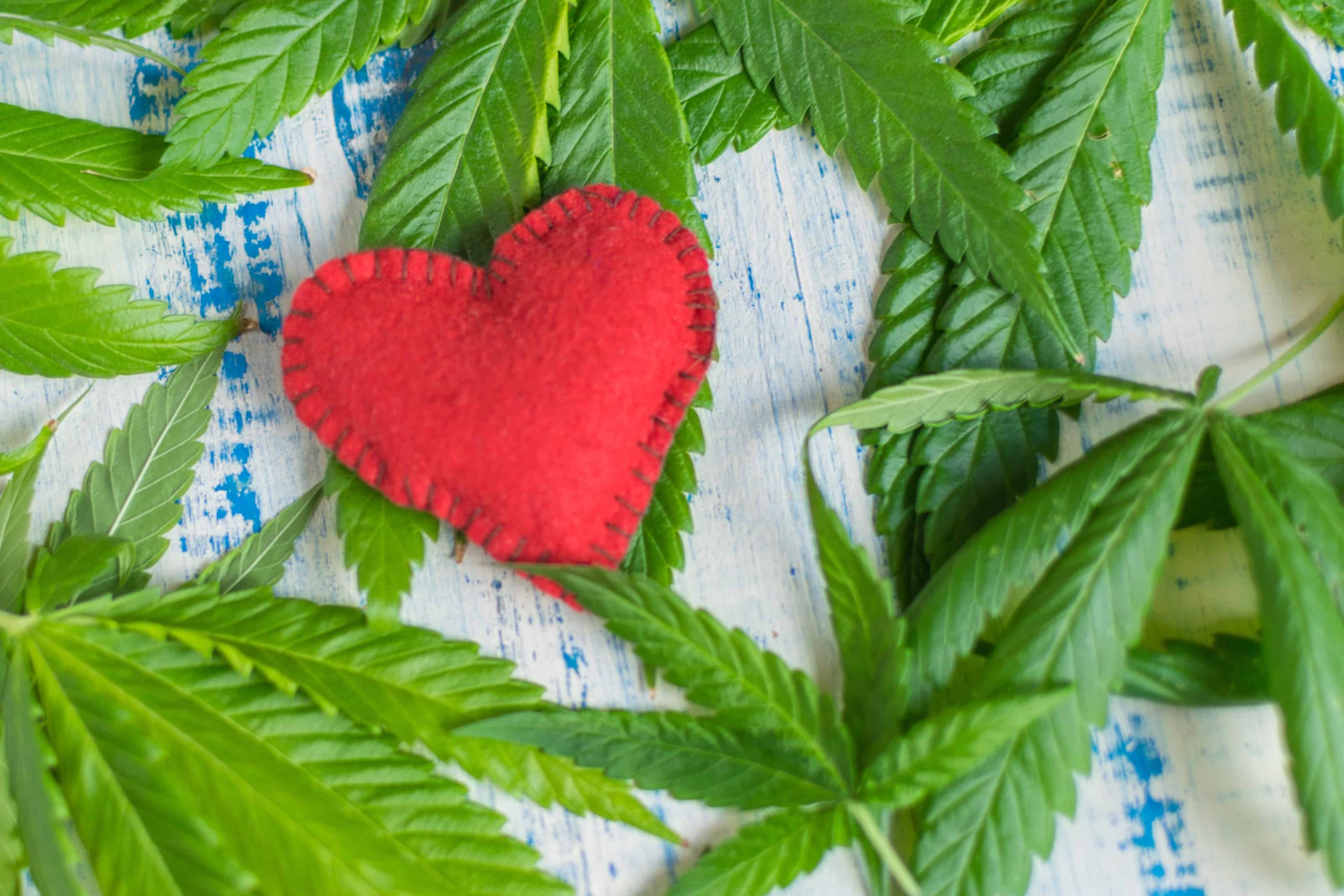 Cannabis Use Not Associated with Greater Risk of Heart Attack, Study Finds
