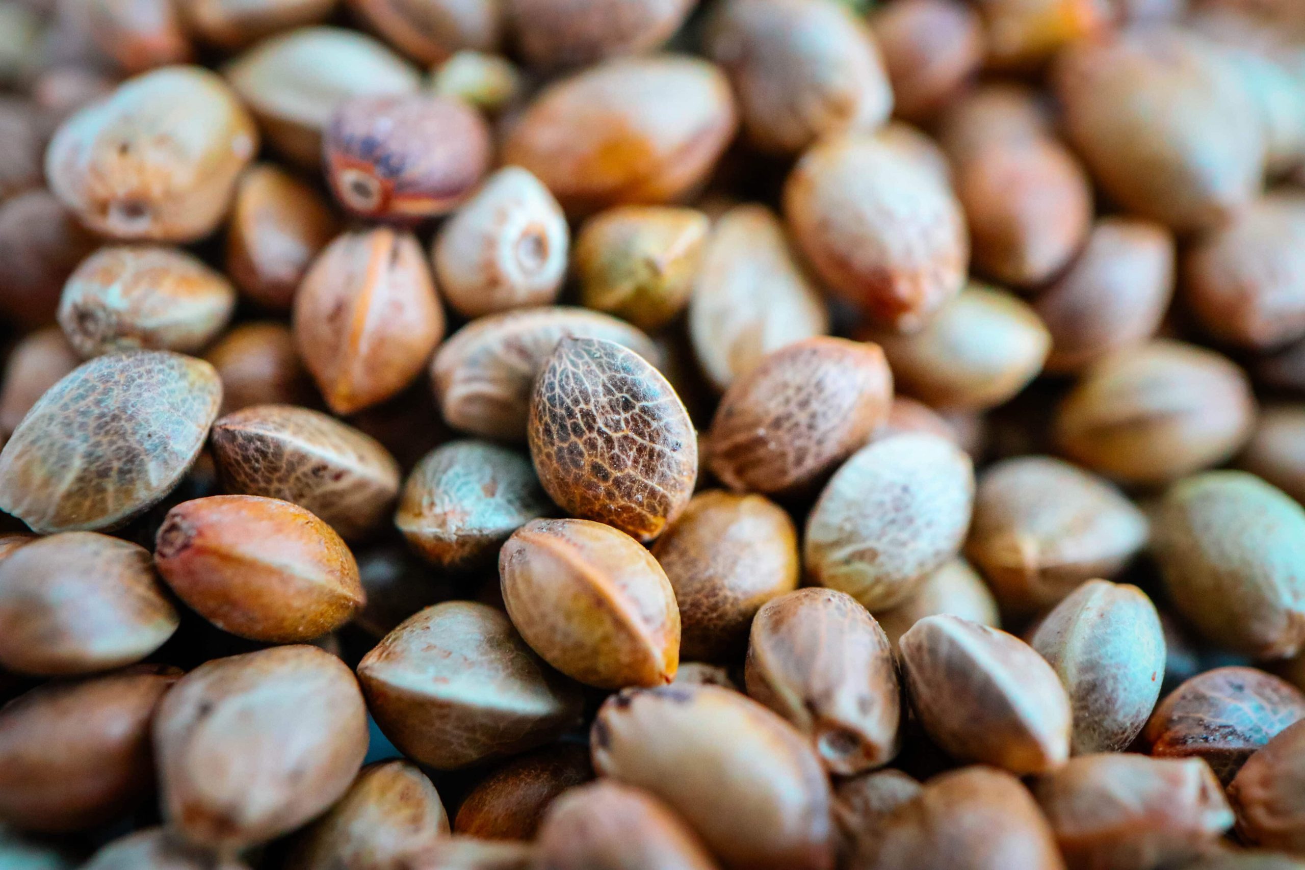 North America Dominates Seed Market, Report Indicates