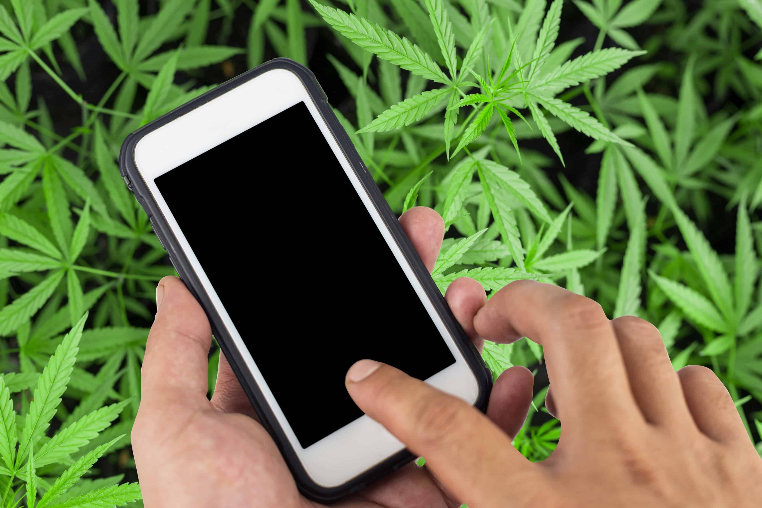 Study: AI Can Tell if You’re Stoned by Reading Your Smartphone Data