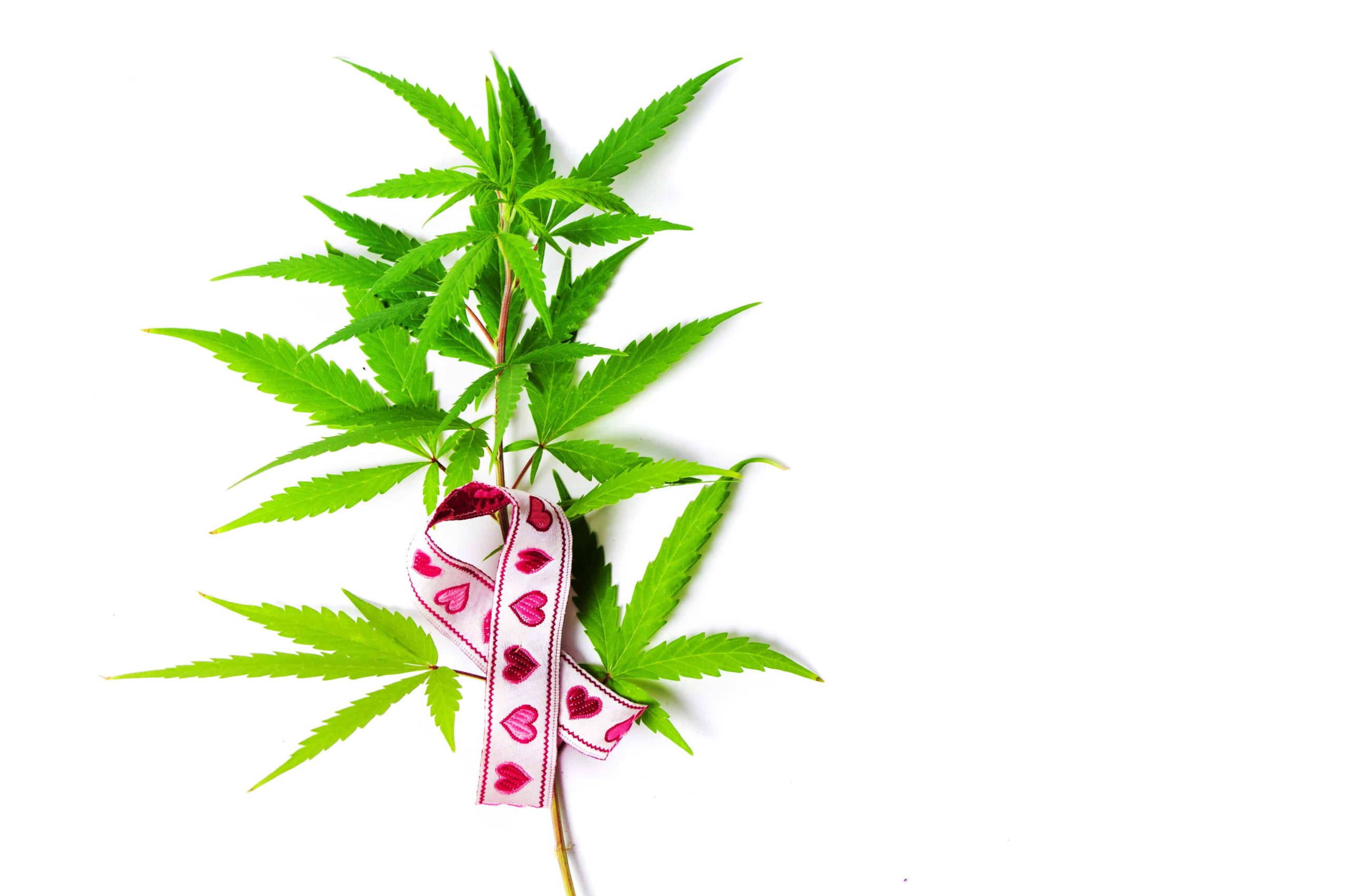 Cannabis Companies, Breast Cancer Organizations Join Forces for Breast Cancer Awareness