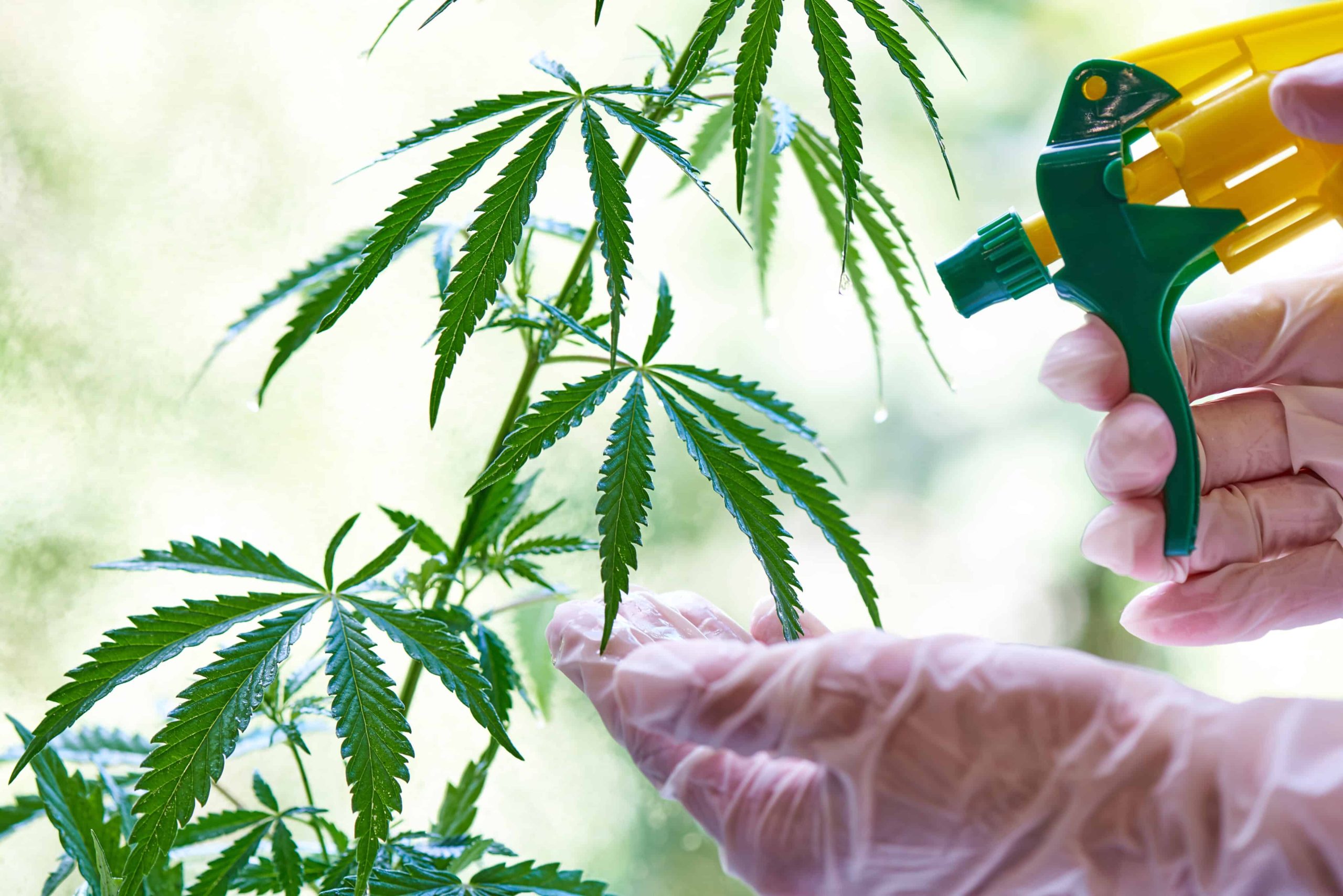 Hemp Cannabinoids Could Be Source of New Pesticides