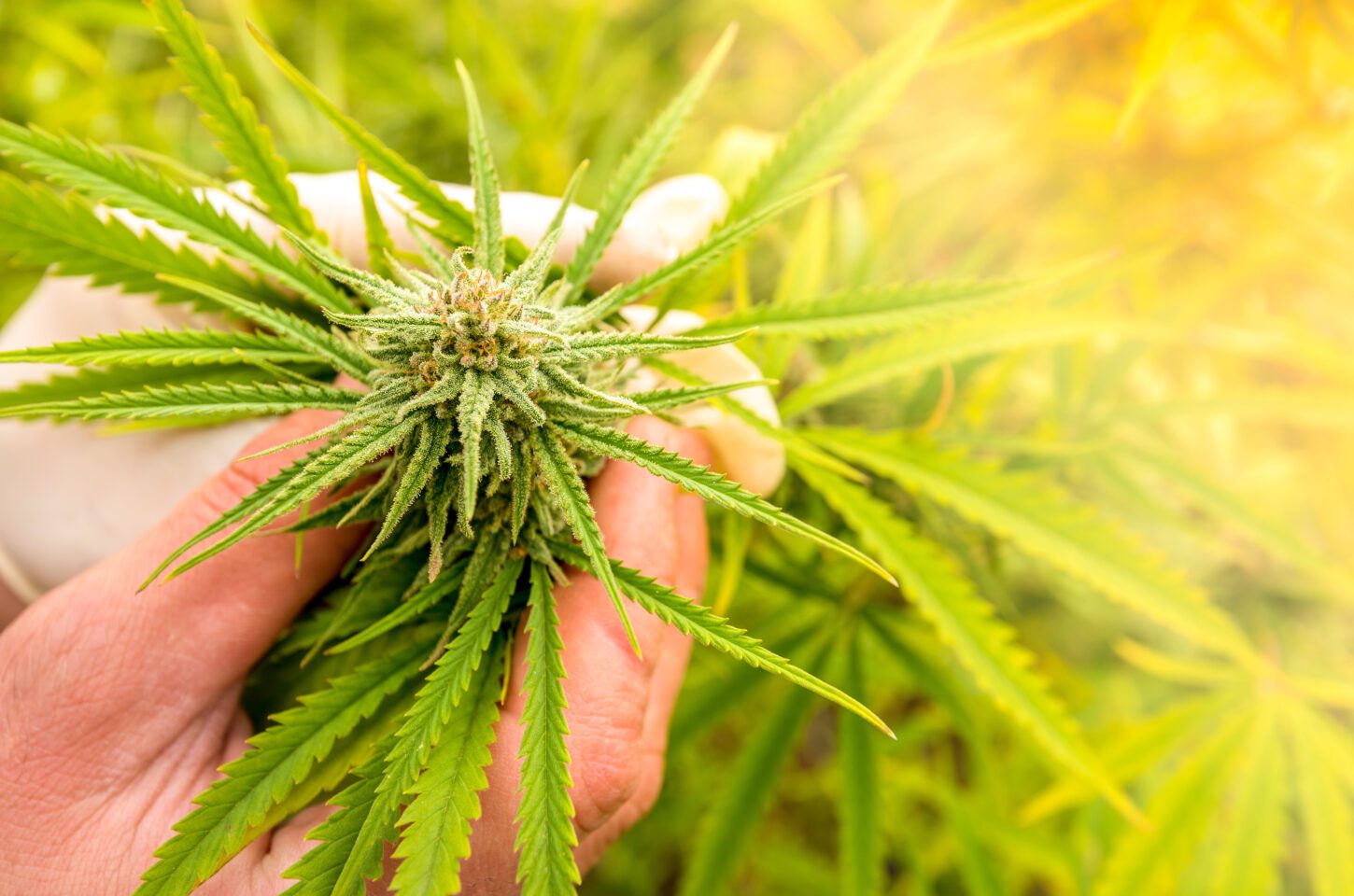 30,000 Papers on Cannabis Published By Scientists in Last Decade