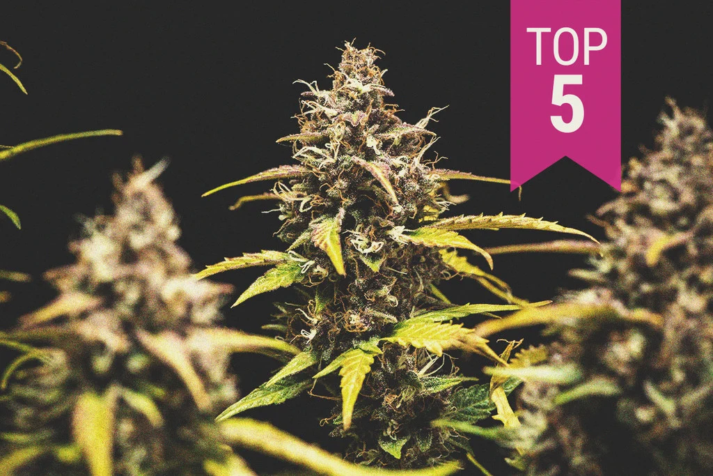 Top 5 Cannabis Strains for Beginners: A Guide to Successful Cultivation