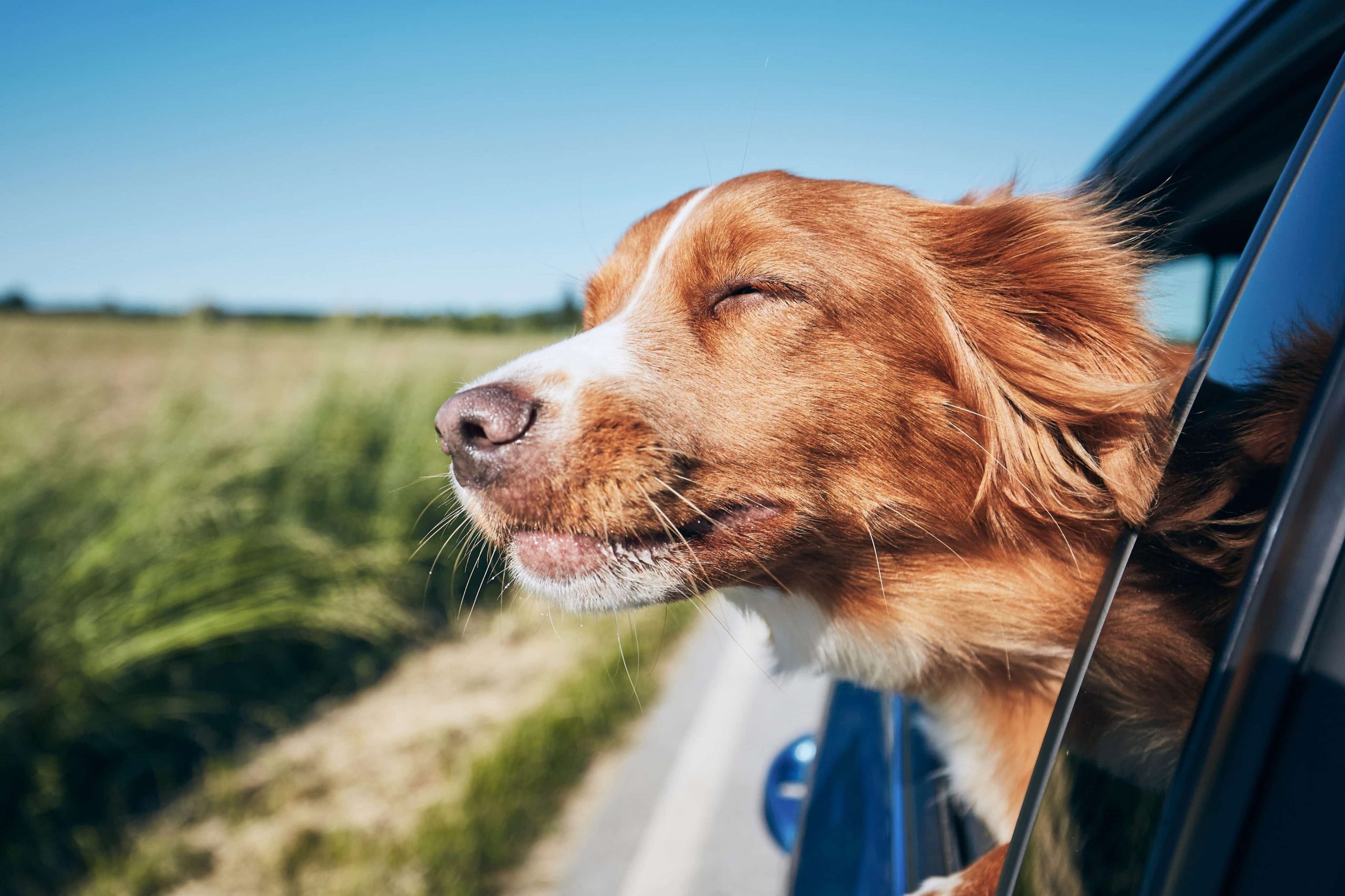 CBD Can Significantly Lower Dogs’ Stress and Anxiety in Car Travel, Study Shows