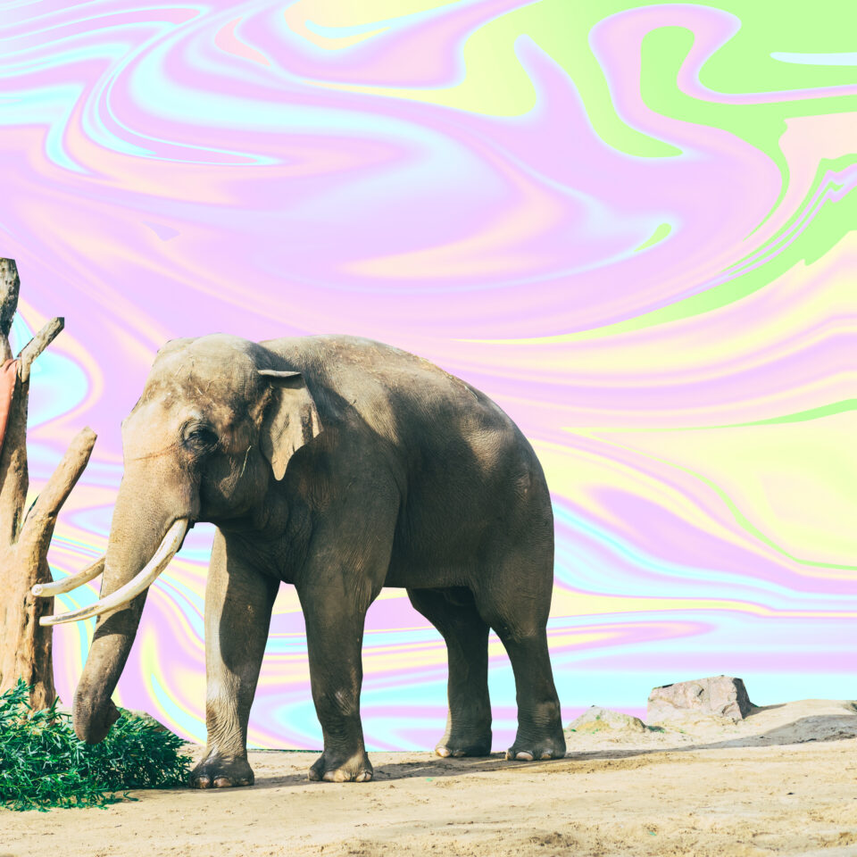 Remembering Tusko the Elephant, Given Largest-Ever Dose of LSD