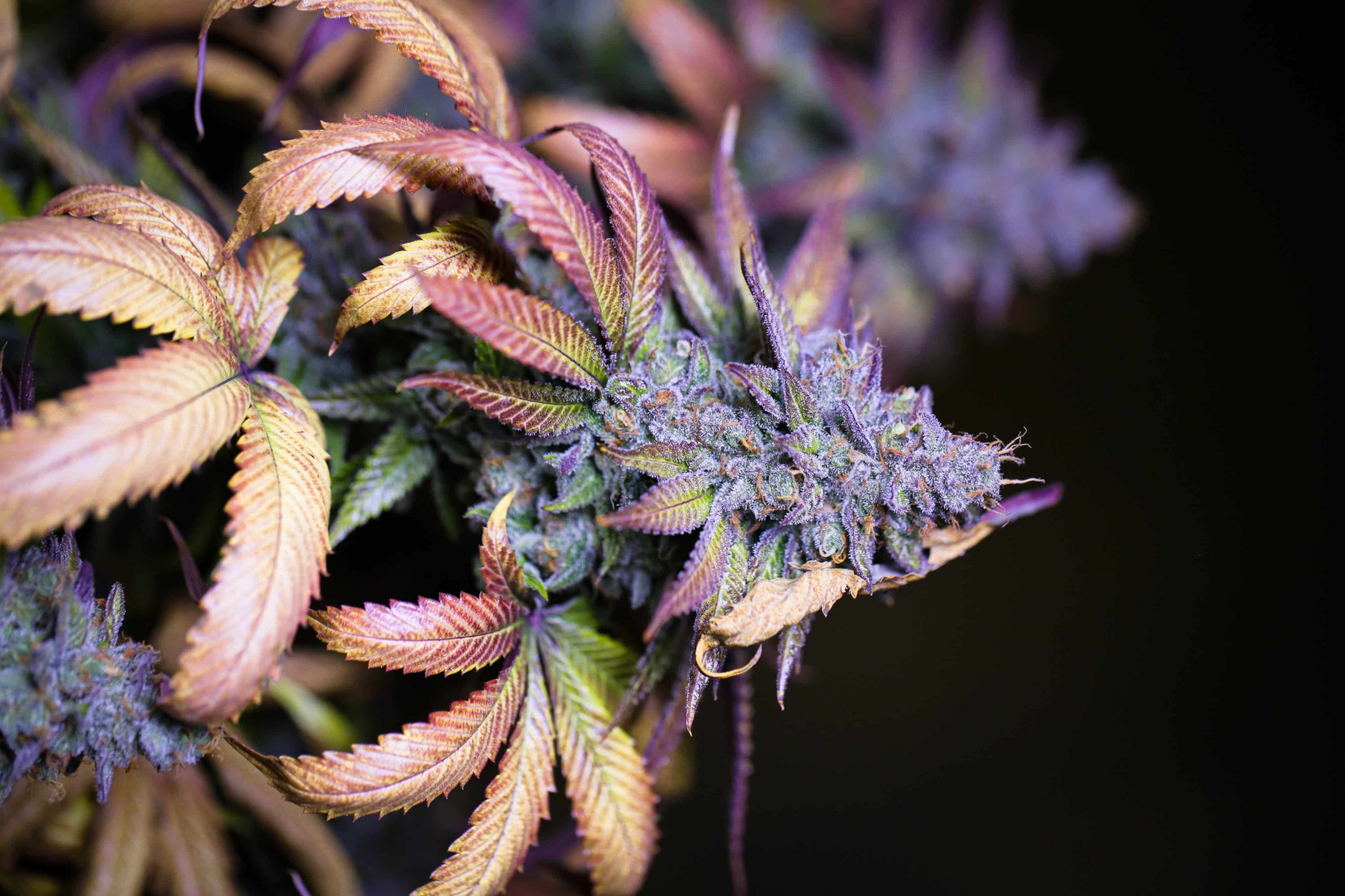 There’s No Heightened Cardiovascular Danger with Cannabis Use, Study Indicates