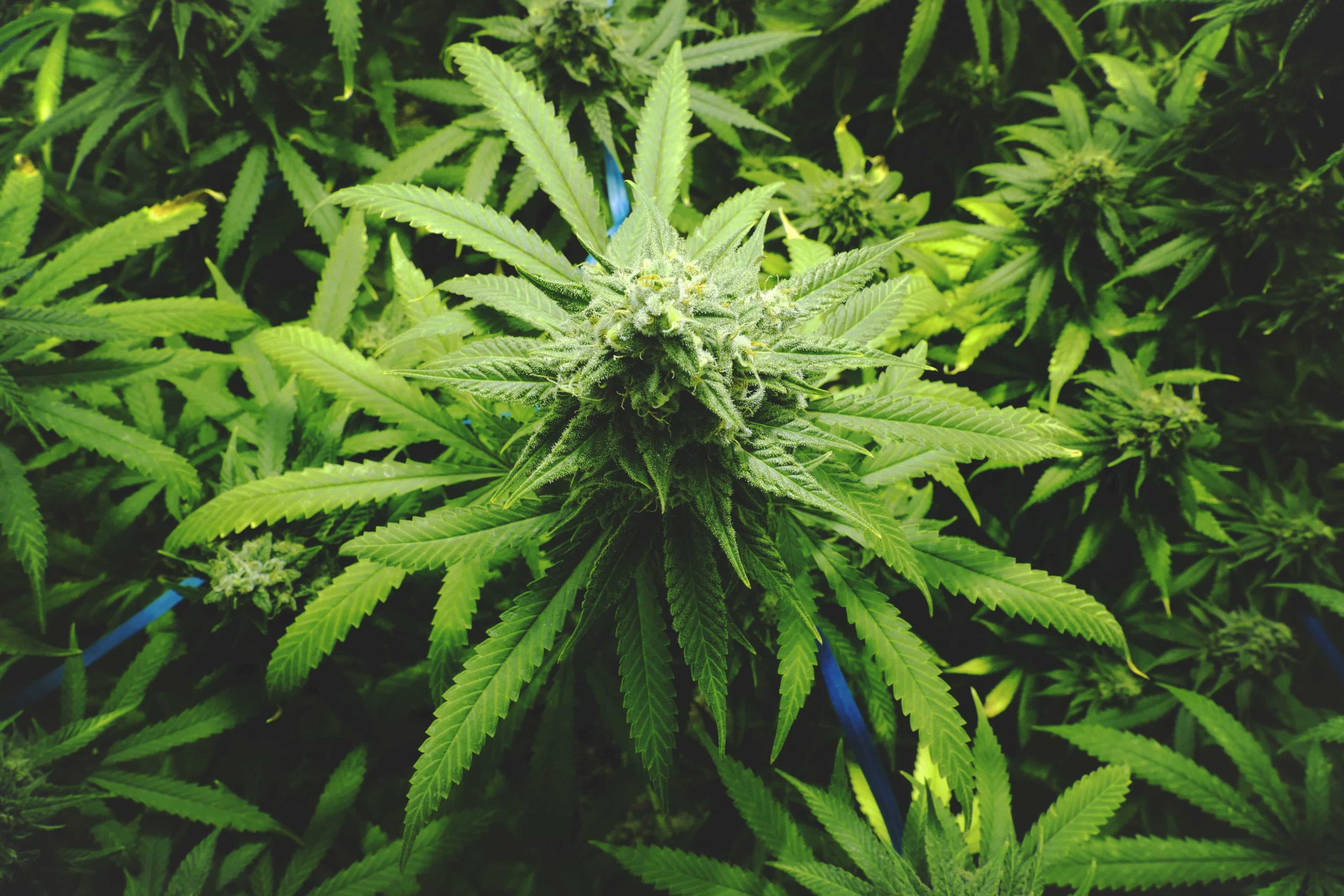 Inside the World of Cannabis Activism: Strategies for Advocacy and Change