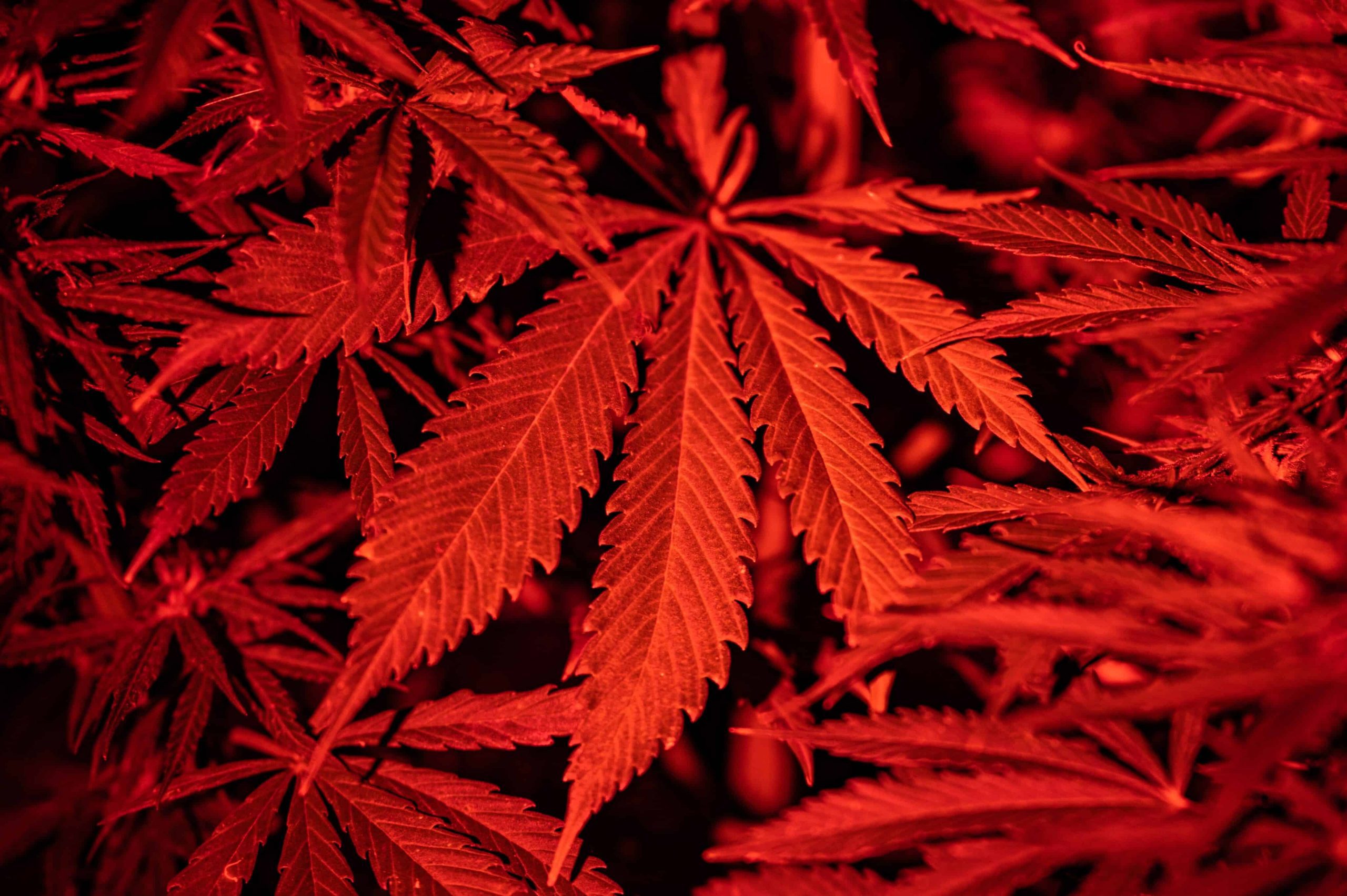South Carolina Bans Certain Hemp Ingredients from Food and Beverages