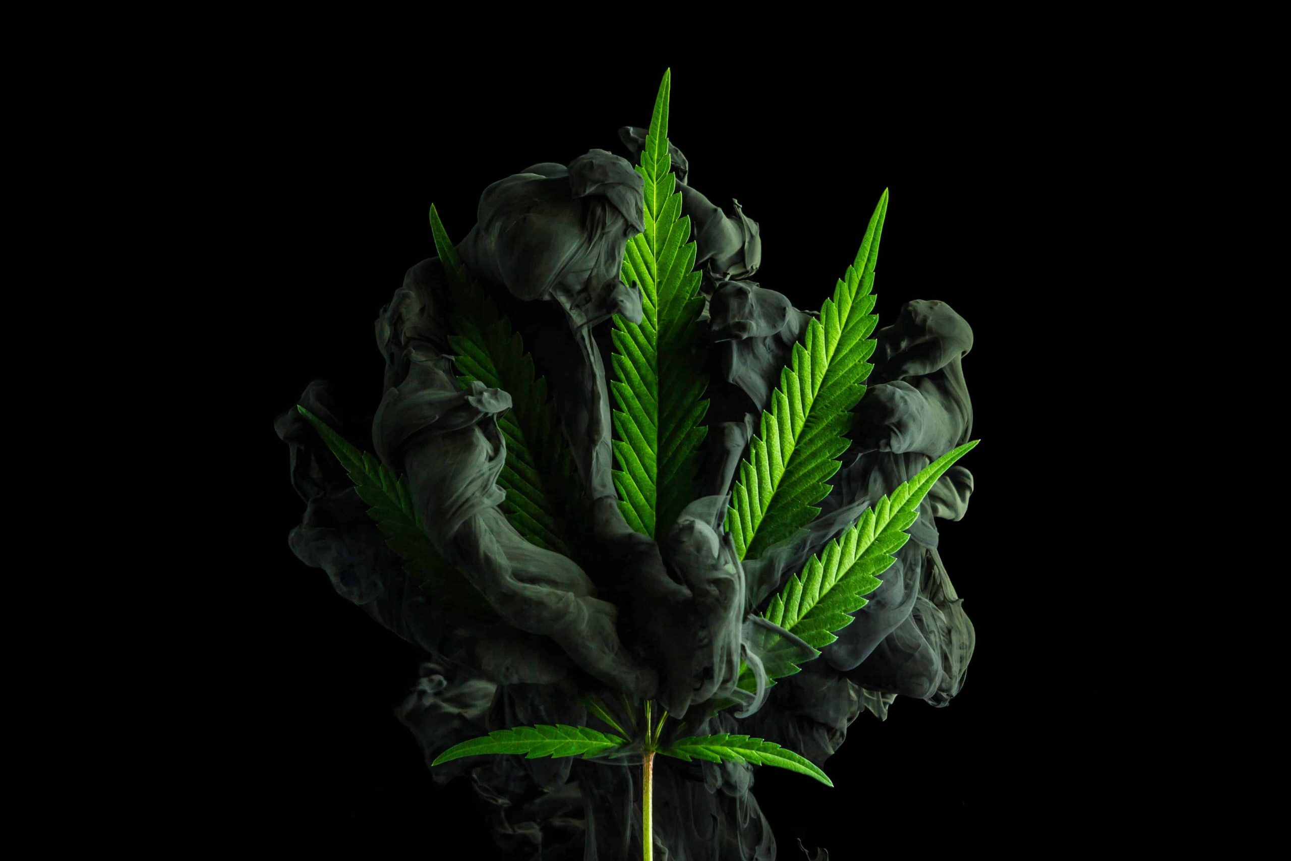 Cannabeginners: What are Cannabis Alkaloids?