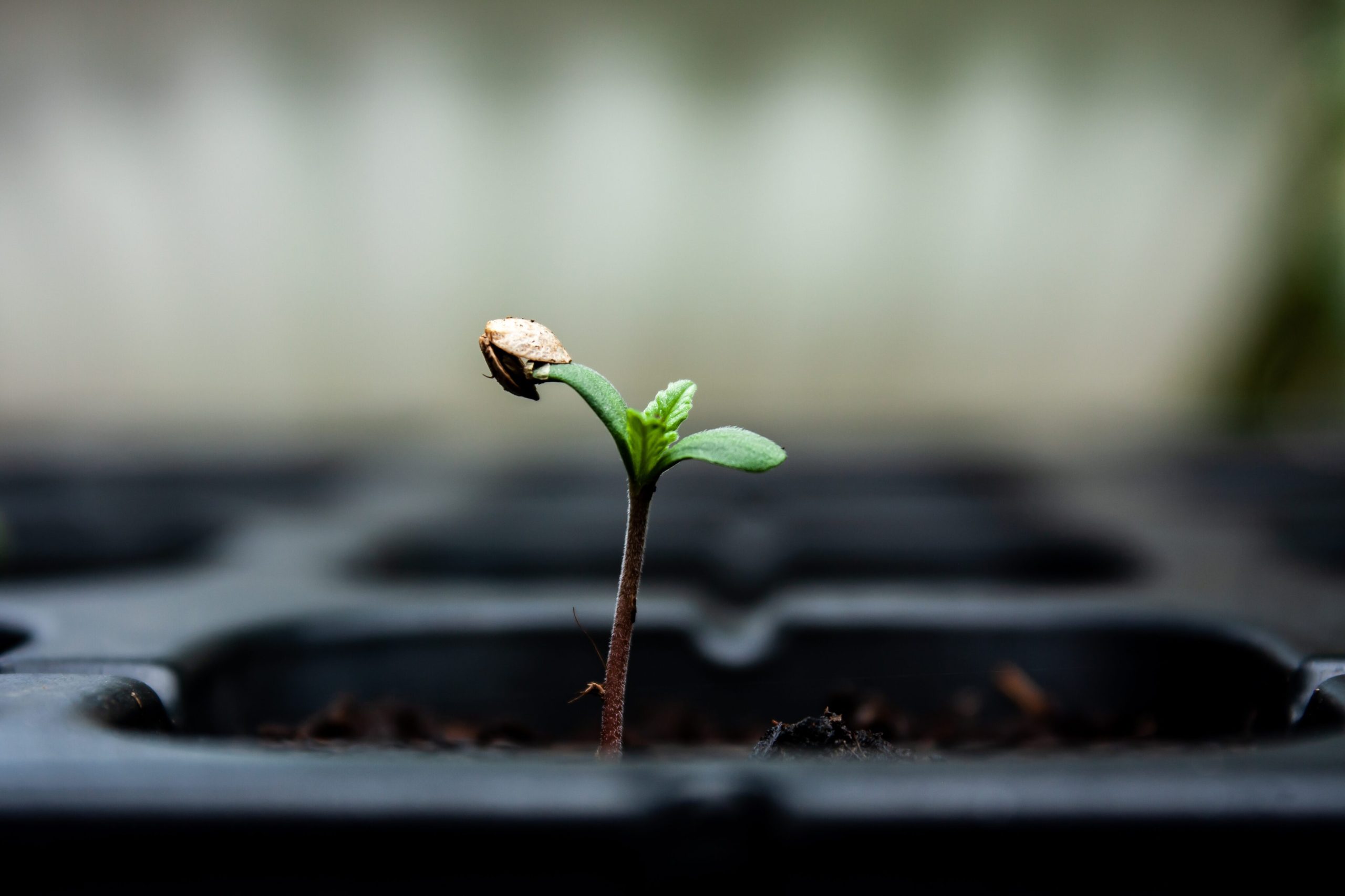 Spring Planting Tips | High Times