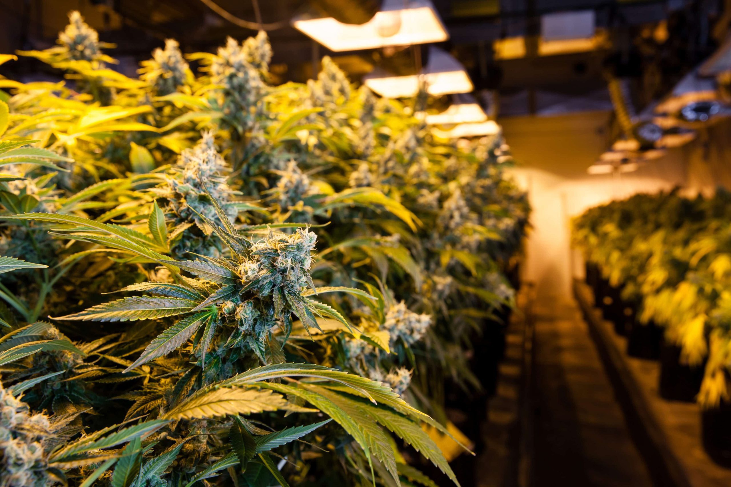 Study: U.S. Medical Cannabis Laws Increase Patient’s Mental Health