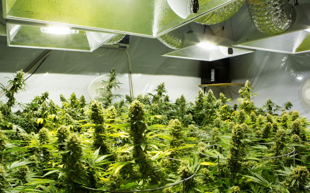 Navigating the Legal Landscape of Cannabis Rights