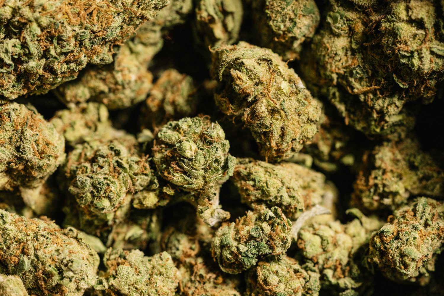 Cannabis and Criminal Justice Reform: Addressing Past Injustices in Law